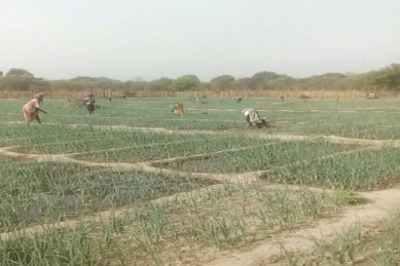 Guinea Bissau GEF – UNIDO Projet Agricole Sonagril-légumineuses de Sonaco