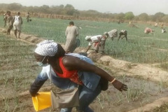 Guinea Bissau GEF – UNIDO Projet Agricole Sonagril-légumineuses de Sonaco 2