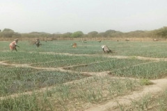 Guinea Bissau GEF – UNIDO Projet Agricole Sonagril-légumineuses de Sonaco 3