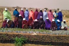 Promoting Agricultural Competitiveness through Solar Energy (PAC-SOLAR) Niger 2