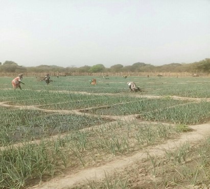 Guinea Bissau GEF – UNIDO Projet Agricole Sonagril-légumineuses de Sonaco